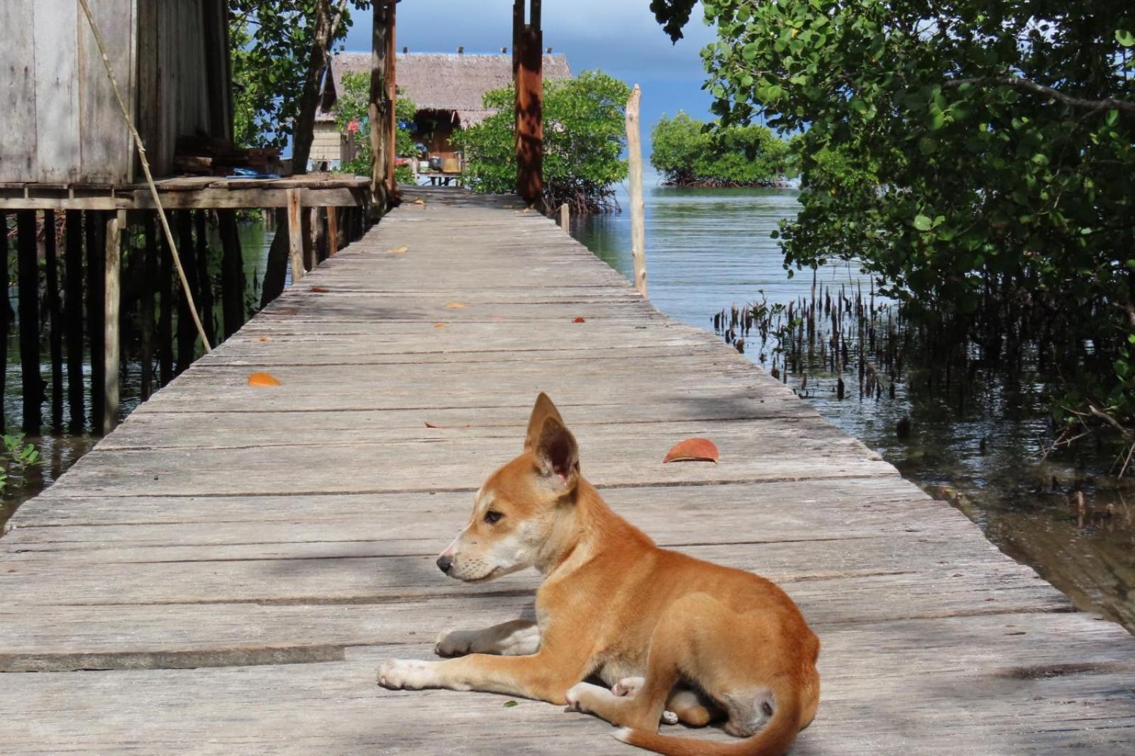 Nyanse Homestay - Raja Ampat Besir 外观 照片